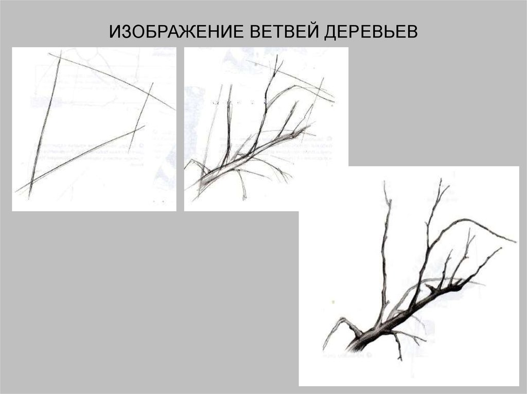 Для иллюстрации какой ветви. Линейная зарисовка ветки дерева. Рисование линий ветки дерева. Ветка дерева пошагово. Поэтапное рисование ветви.