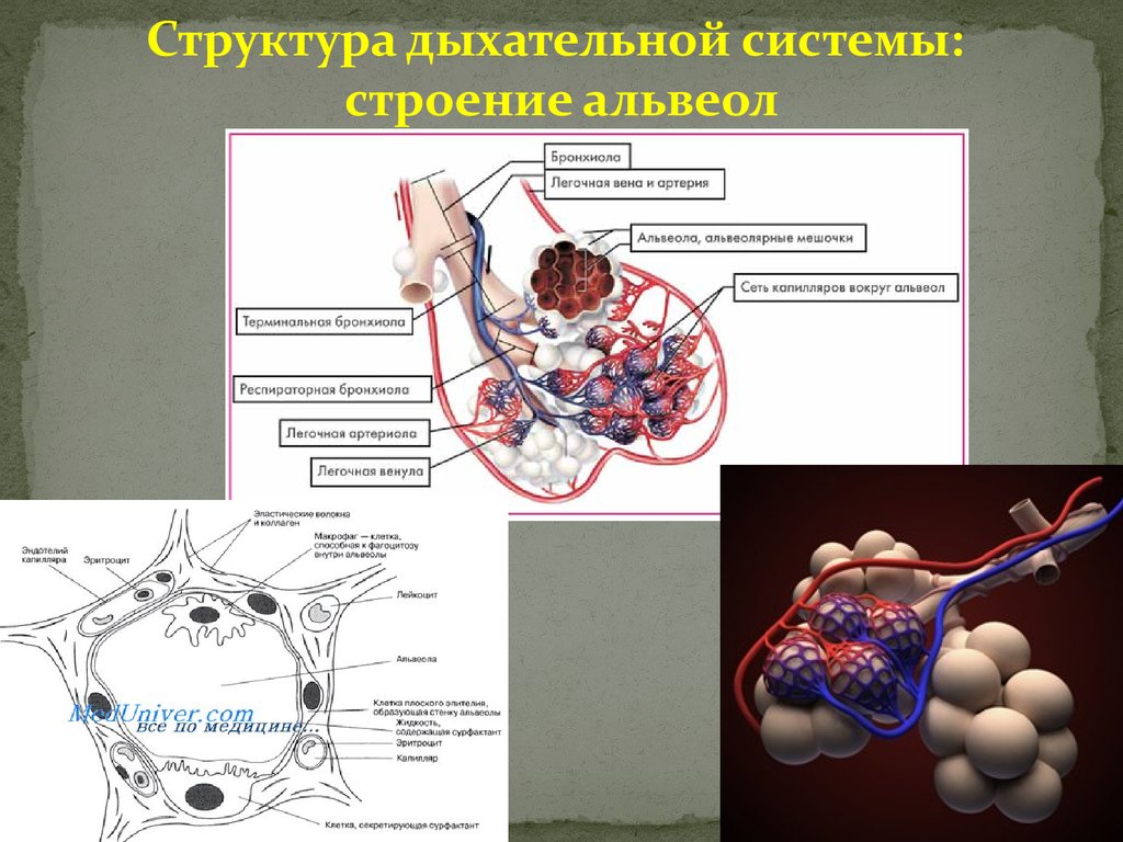 Строение альвеол. Капилляры альвеол. Дыхательная система альвеолы. Строение дыхательной системы альвеолы.