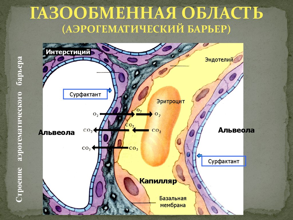 Схема строения аэрогематического барьера