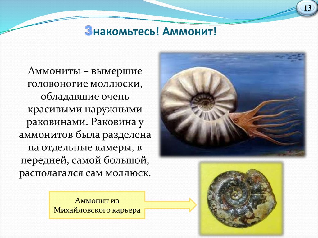 Аммонит эра. Аммониты головоногие моллюски. Моллюски аммониты и белемниты. Аммониты головоногие Эра. Вымершие моллюски аммониты.