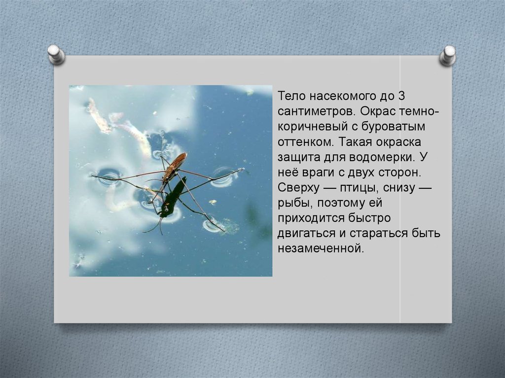 Почему водомерки не тонут. Стихи для дошкольников о водомерке. Шутки про водомерок. Спасибо олько ног у водомкрки. Почему водомерки свободно бегают по воде.