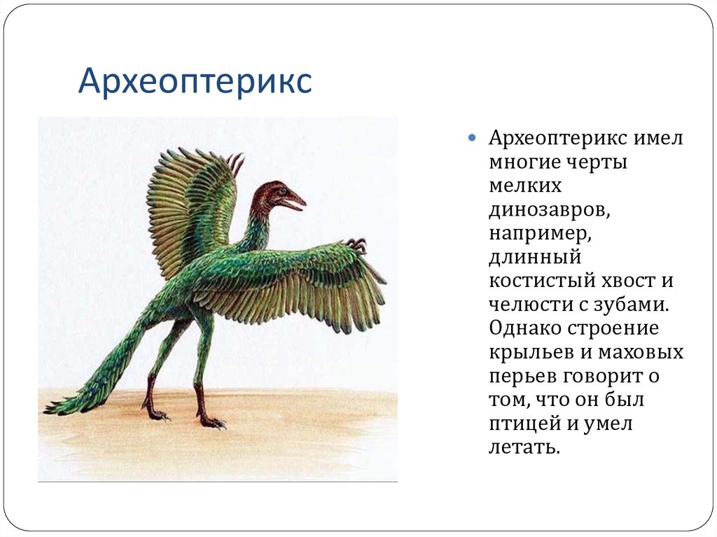 Археоптерикс особенности. Археоптерикс Эволюция птиц. Древняя птица Археоптерикс. Древние птицы Археоптерикс. Происхождение археоптерикса.