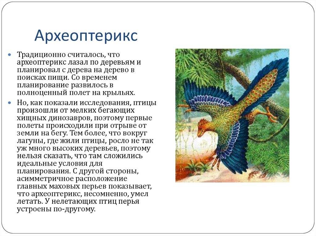 Откуда появились птицы. Археоптерикс Эра. Археоптерикс птица описание. Археоптерикс Эволюция птиц. Древние птицы Археоптерикс.