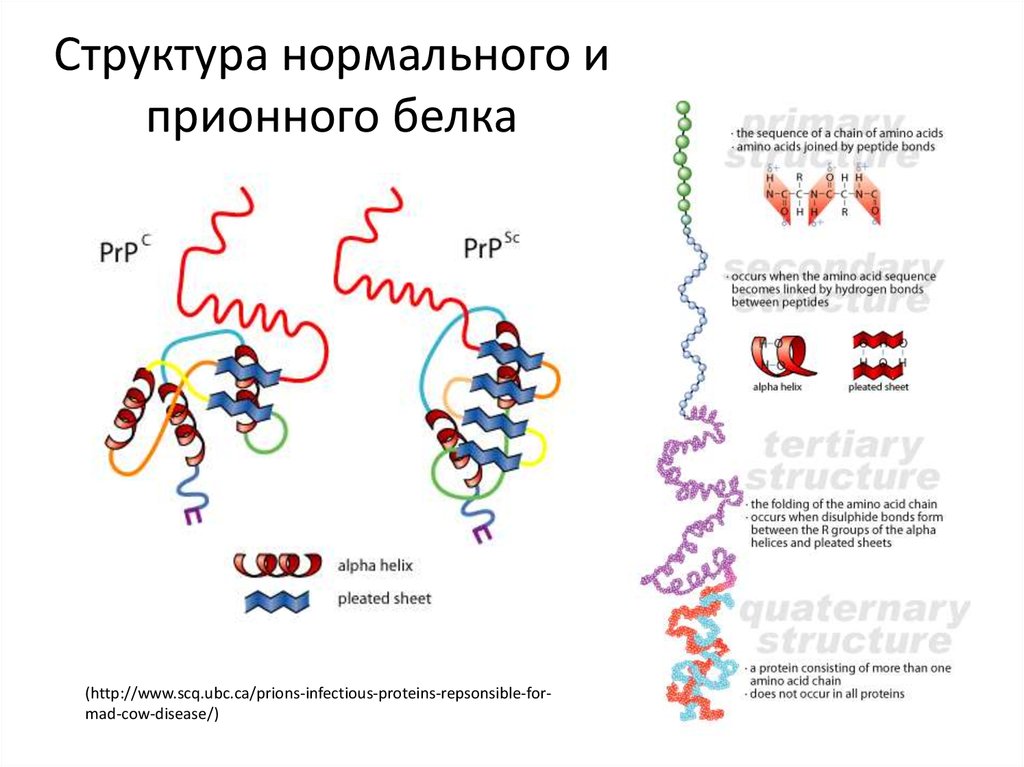 Структура нормального и прионного белка