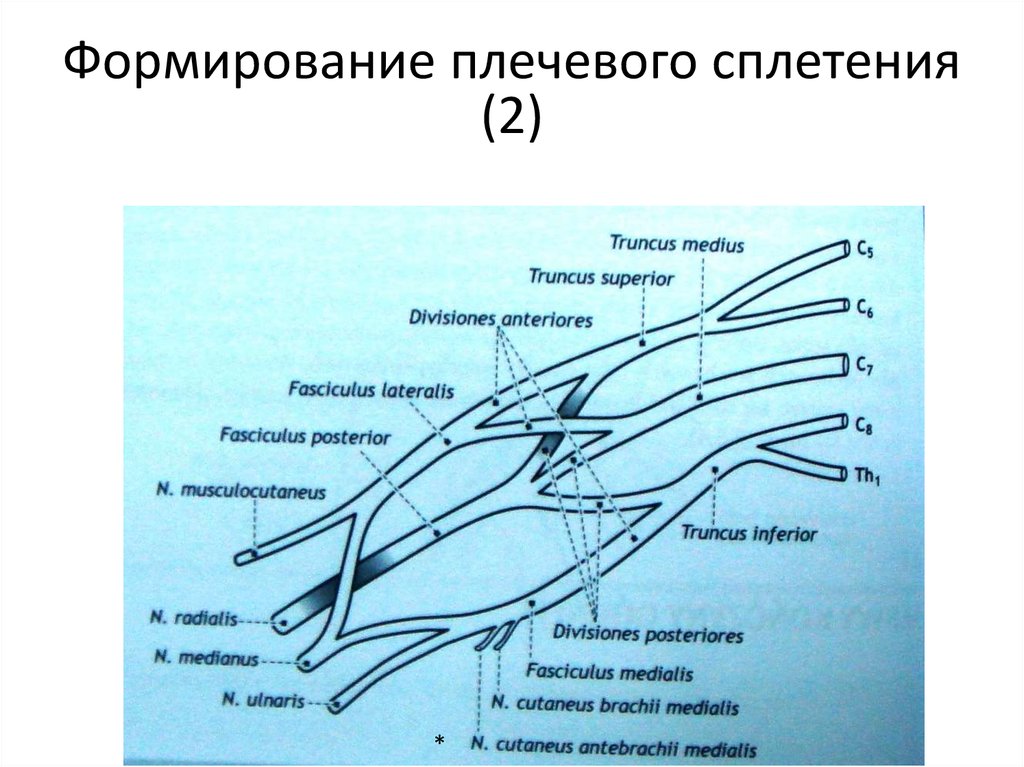 Плечевое сплетение. Формирование нервов плечевого сплетения. Схема формирования плечевого сплетения. Схема формирования плечевого нервного сплетения. Особенности формирования плечевого сплетения.