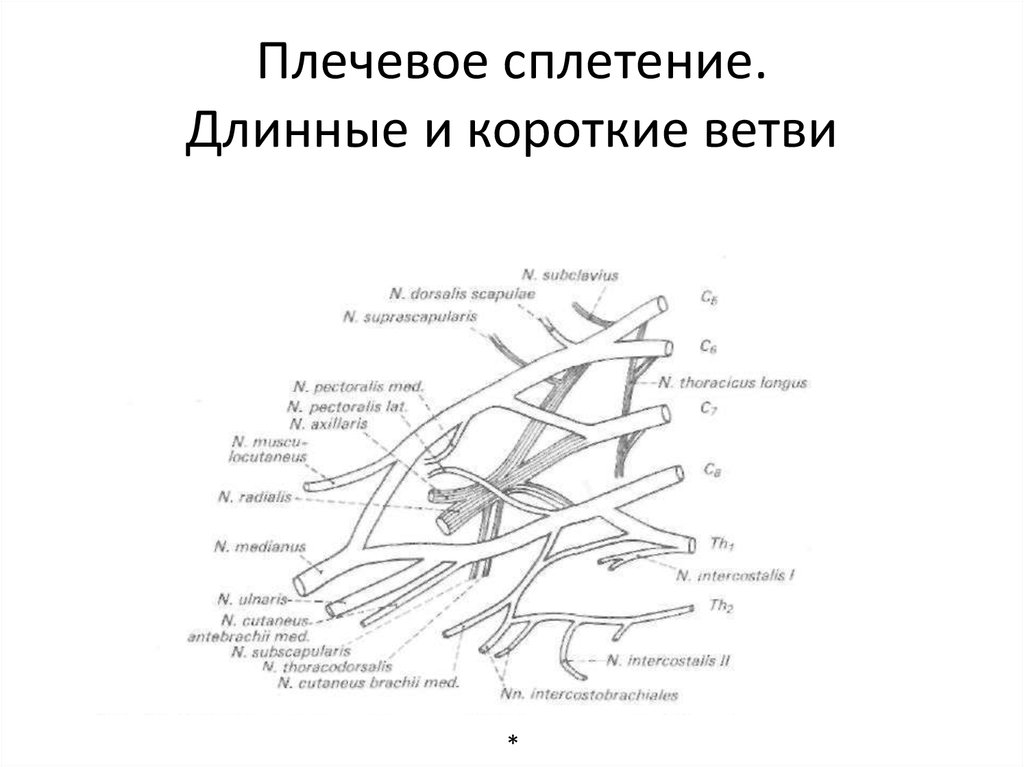 Плечевое сплетение. Схема формирования длинных ветвей плечевого сплетения. Ветви плечевого сплетения схема. Длинные ветви плечевого сплетения схема. Короткие ветви плечевого сплетения.