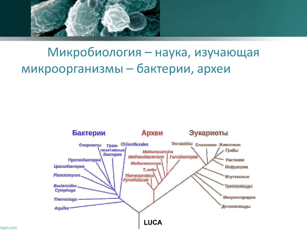 Микробиология изучает. Классификация микробиологических наук схема медицинская. Микробиология это наука изучающая. Наука изучающая микроорганизмы. Микробиология это наука.