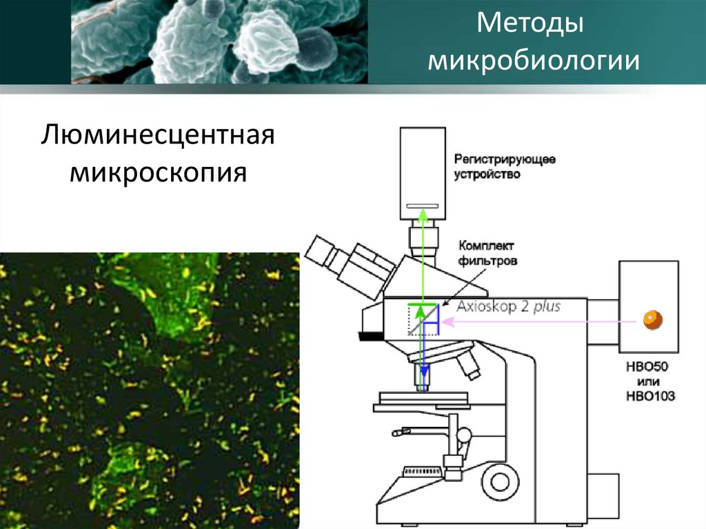 Форум микроскопии