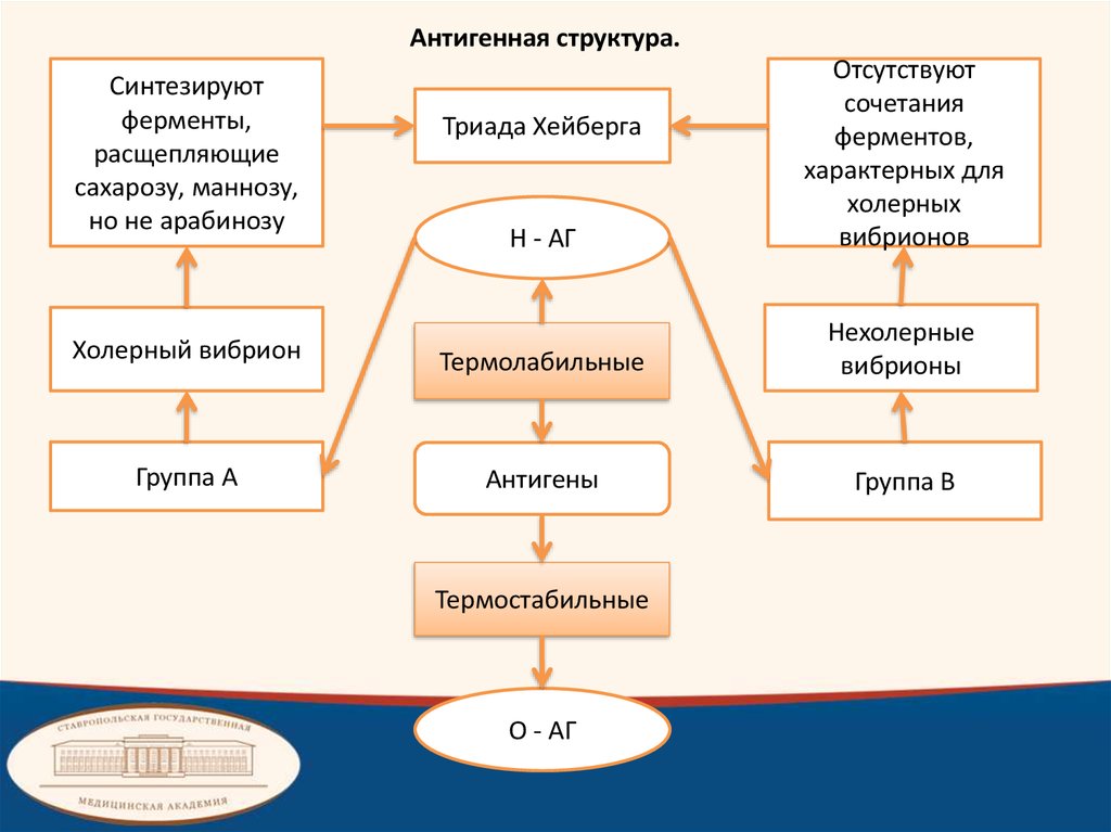 Микробиологическая диагностика холеры