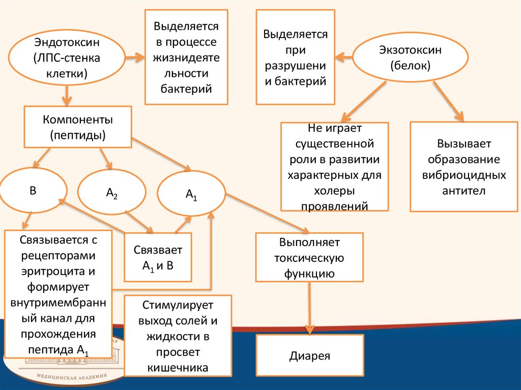 Микробиологическая диагностика холеры