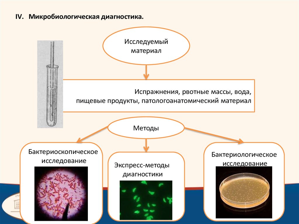 Микробиологическая диагностика холеры