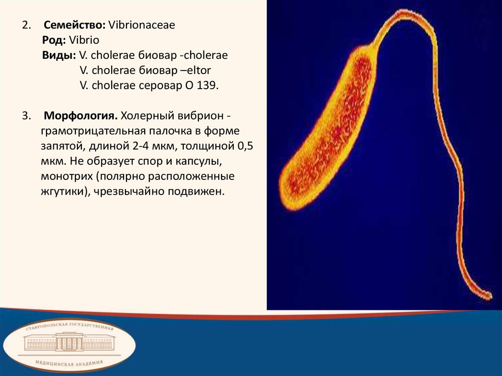 Возбудитель холеры микробиология презентация