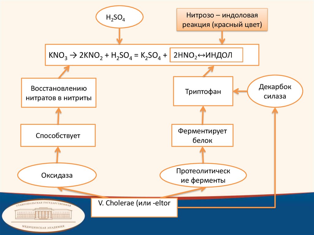 Бактериологическая диагностика холеры