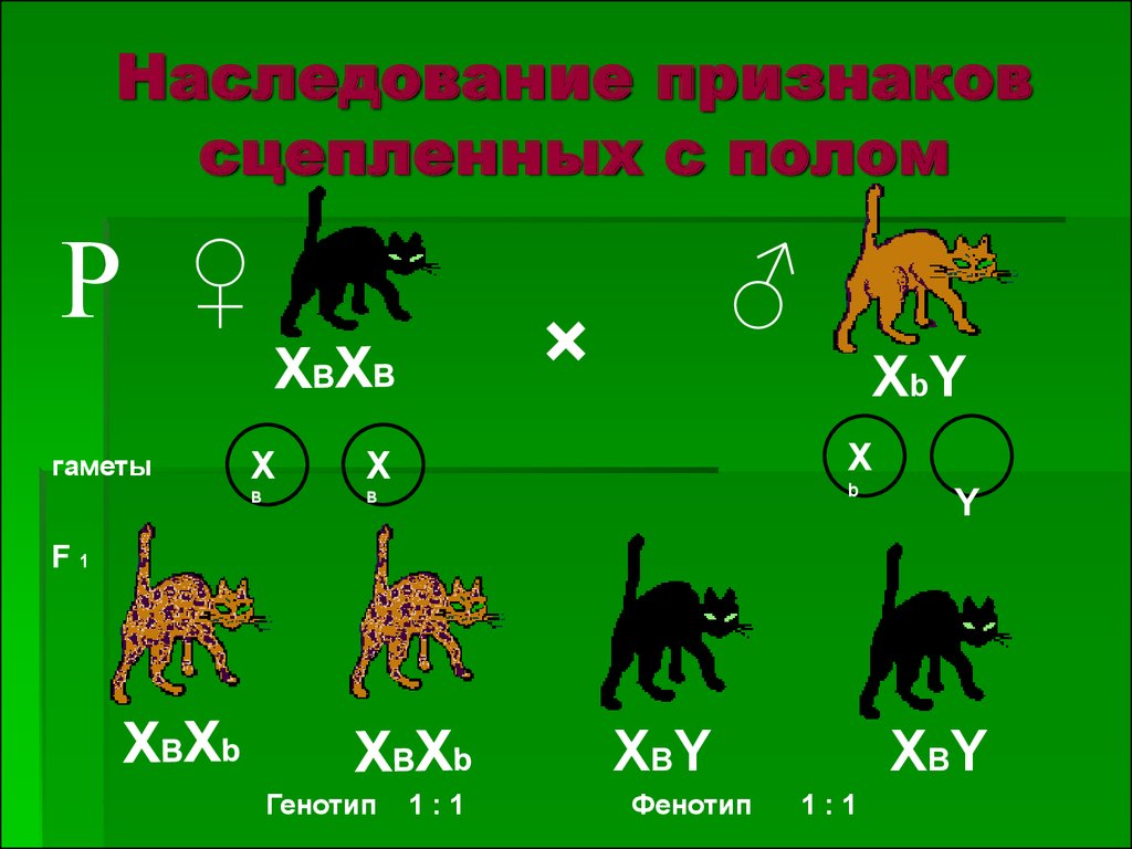 Сцепление с полом. 9.4 Генетика пола.наследование признаков сцепленных с полом. Сцепленное наследование признаков генетика пола. Наследование признаков сцепления с полом. Наследование признаков сцепленных с полом схема.