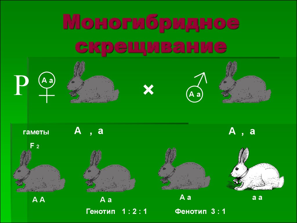 Моногибридное скрещивание картинки