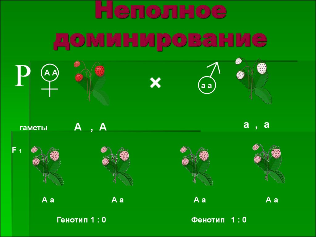 Задачи по генетике презентация