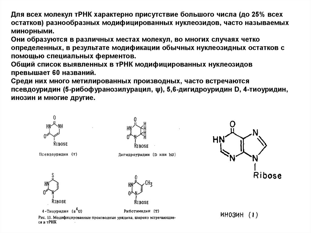Число молекул трнк. Минорные нуклеозиды. Для молекулы ТРНК характерны. Для ТРНК характерно. Тимидинрибозид.