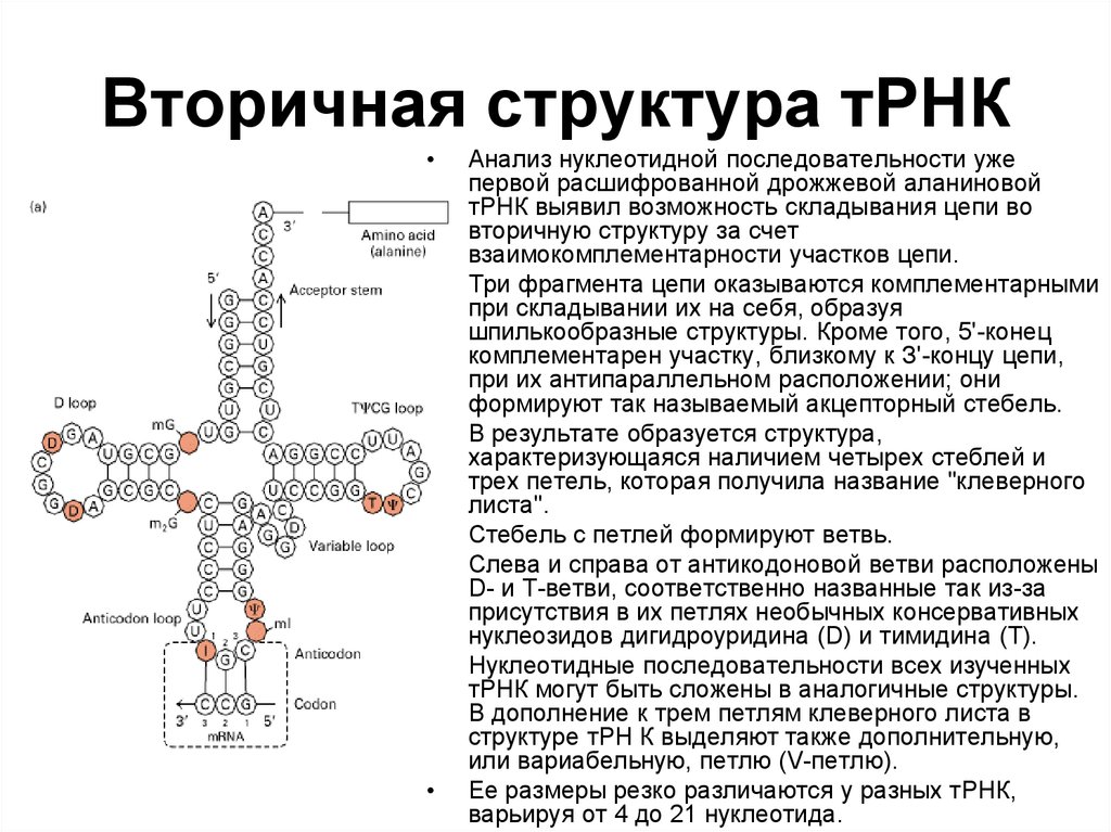 Функция антикодона