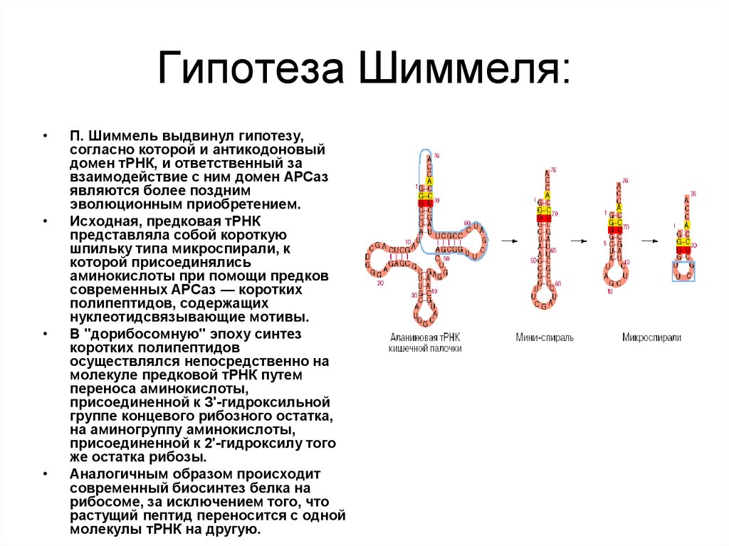 Трнк транспортируют аминокислоты. Патогенетические Цепочки по Шиммелю. Метод Шиммеля. Метод Шиммеля диагностика. Подвеска ТРНК.