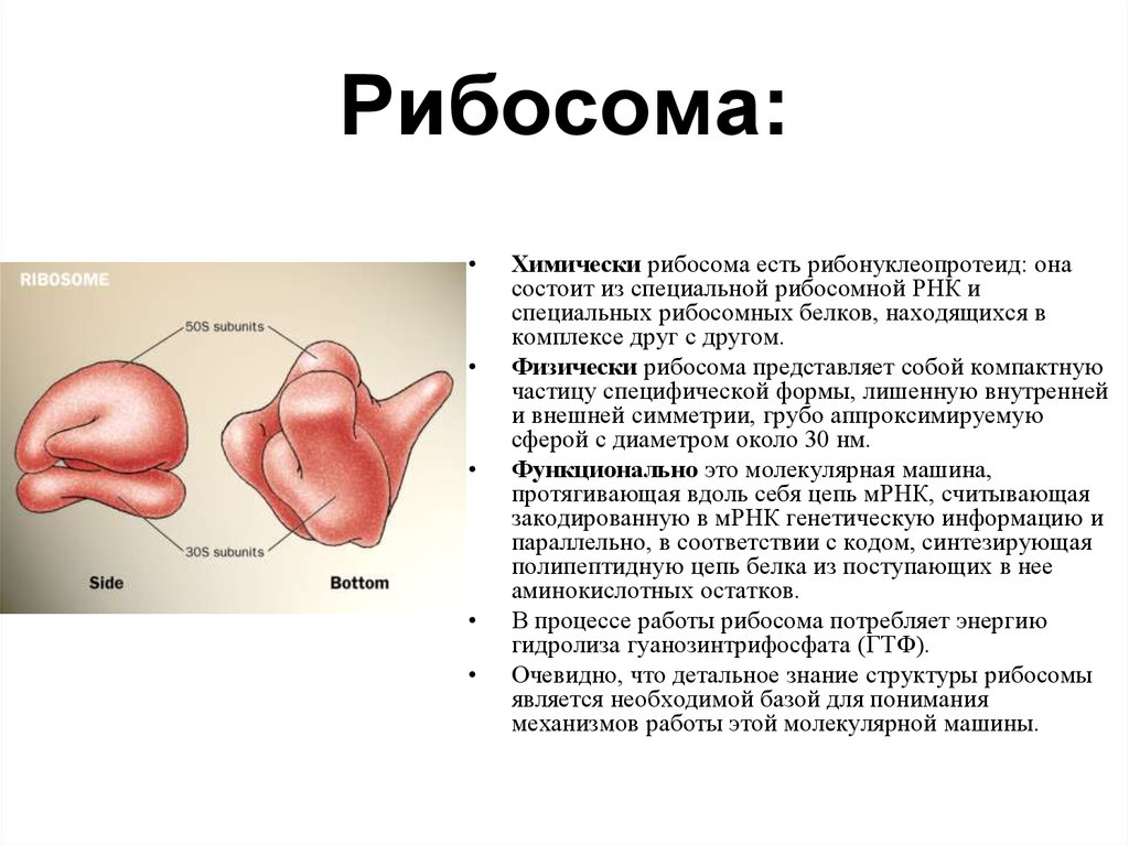 Рибосомы участвующие