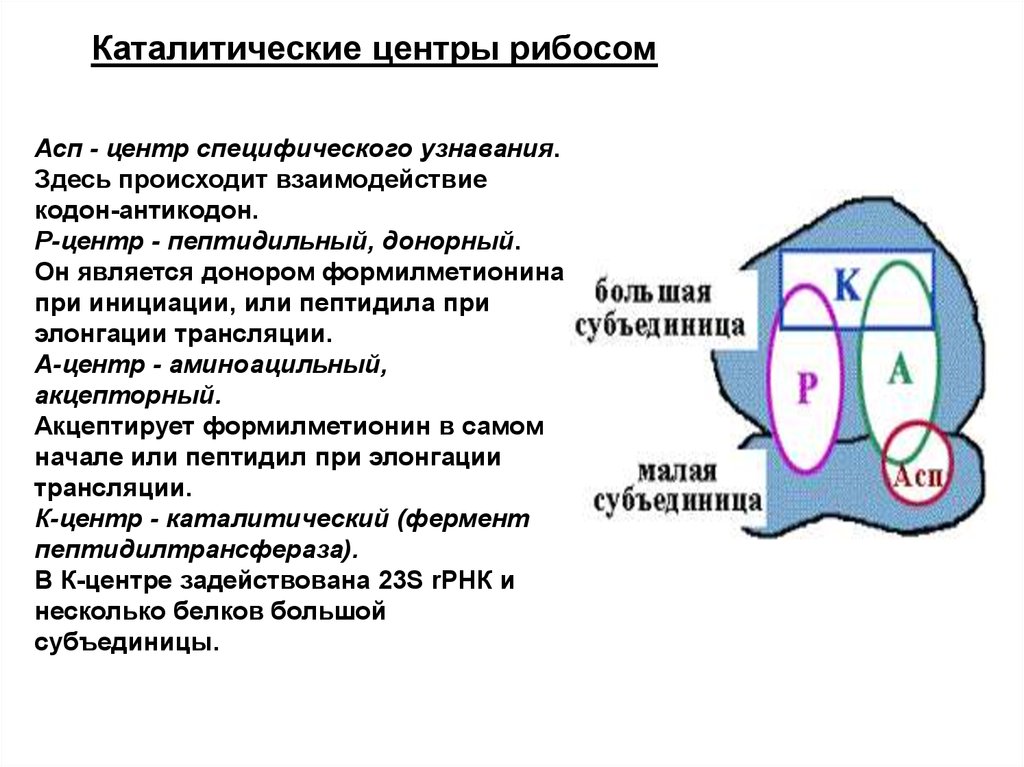 Функции центров. Функционально активные центры рибосом. Каталитические центры рибосом. Функциональный центр рибосомы строение. Образование функционально активной рибосомы.