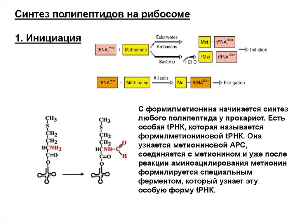 Синтез полипептидной. Синтез полипептида. Стадии синтеза полипептида схема. Аминокислота формилметионин. Образование полипептида Синтез РНК схема.