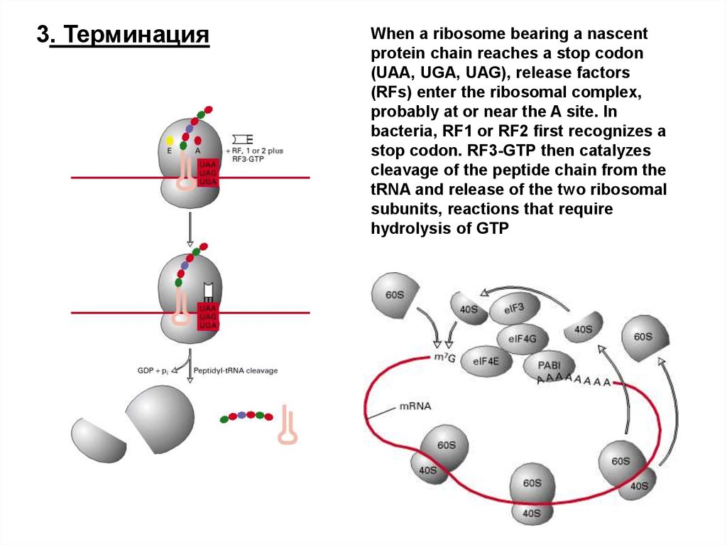 Стоп кодоны генетического. Терминация трансляции. Терминация это генетика. УАГ кодон. Передача информации от ядра к рибосоме.