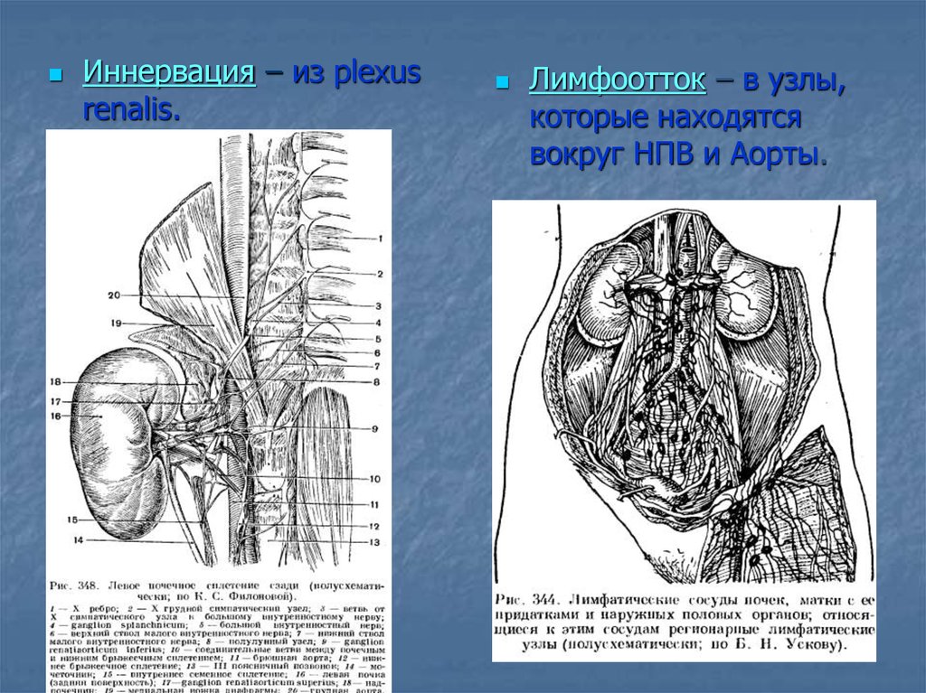 Поясничная область топографическая