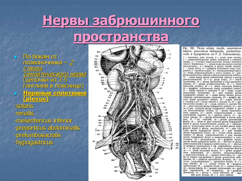 Презентация забрюшинное пространство