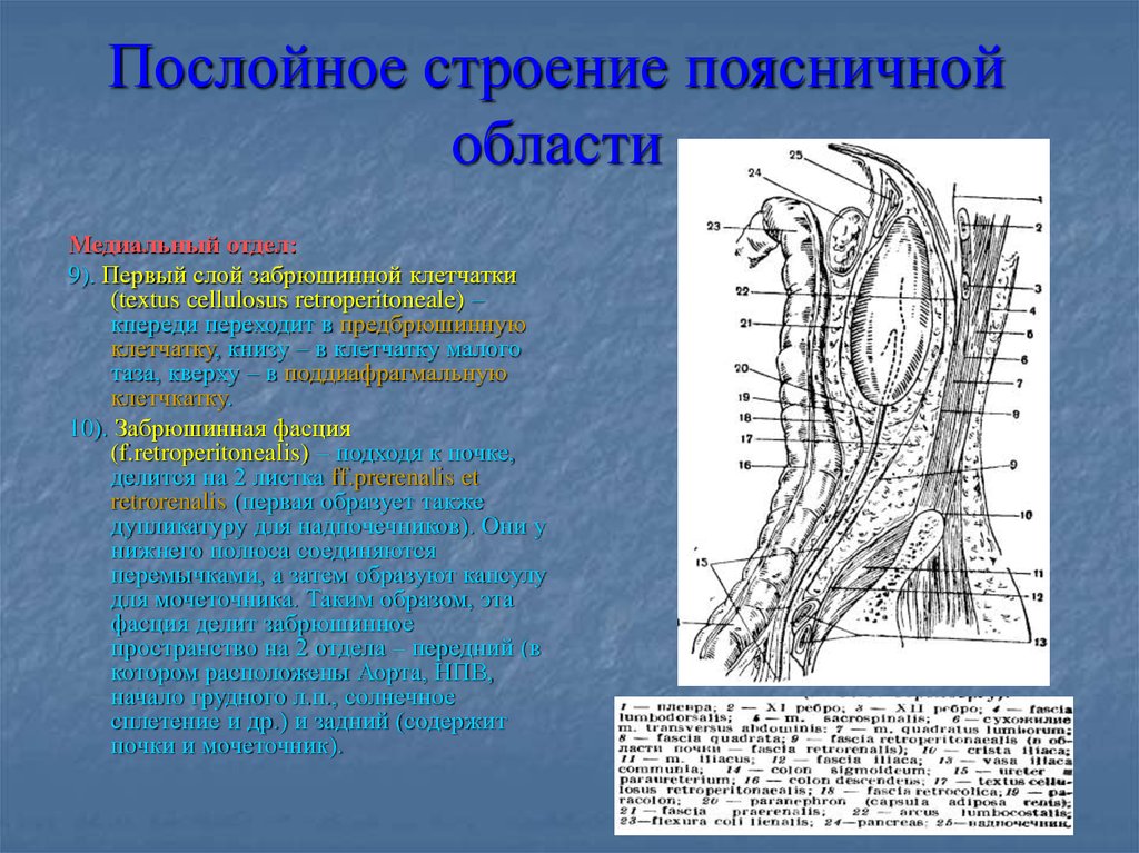 Реферат: Поясничная область и забрюшинное пространство