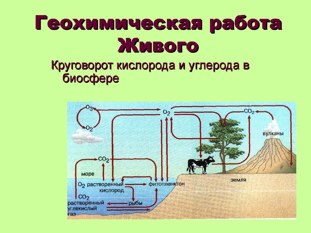 Примерами энергетической функции живого вещества биосферы являются