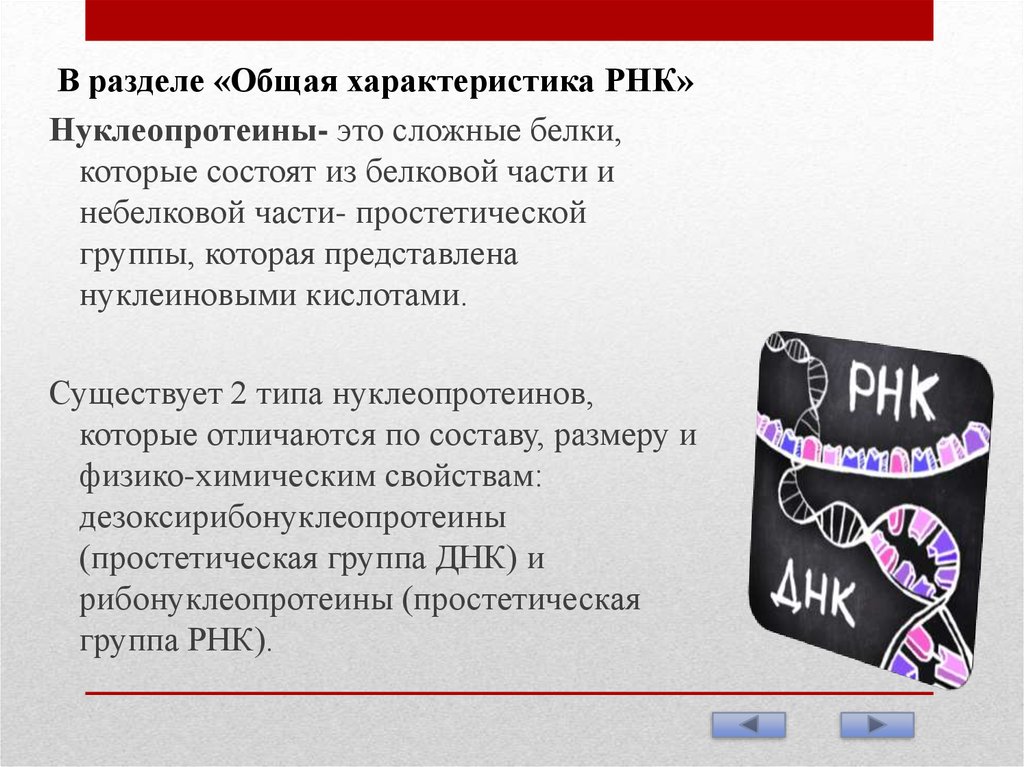 Рибонуклеиновые кислоты - презентация онлайн