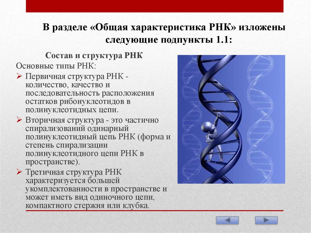 Виды рнк характеристика. Общая характеристика РНК. Третичная структура РНК. Характеристика РНК. Охарактеризуйте РНК.