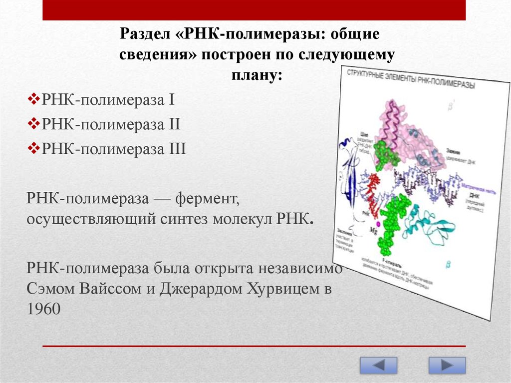 Молекула рнк полимеразы