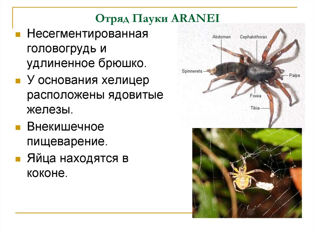 Какие насекомые паукообразные. Внекишечное пищеварение у паукообразных. Внекишечное пищеварение у членистоногих. Паукообразные отряд пауки. Отряд пауки краткая характеристика.