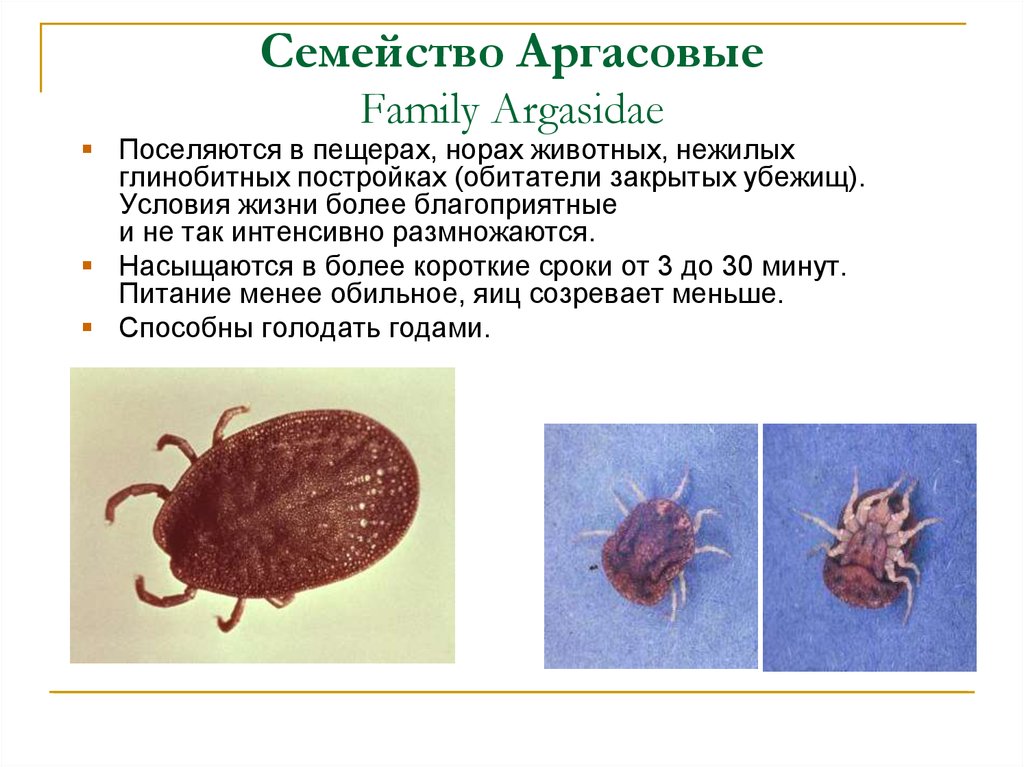 Представители клещей