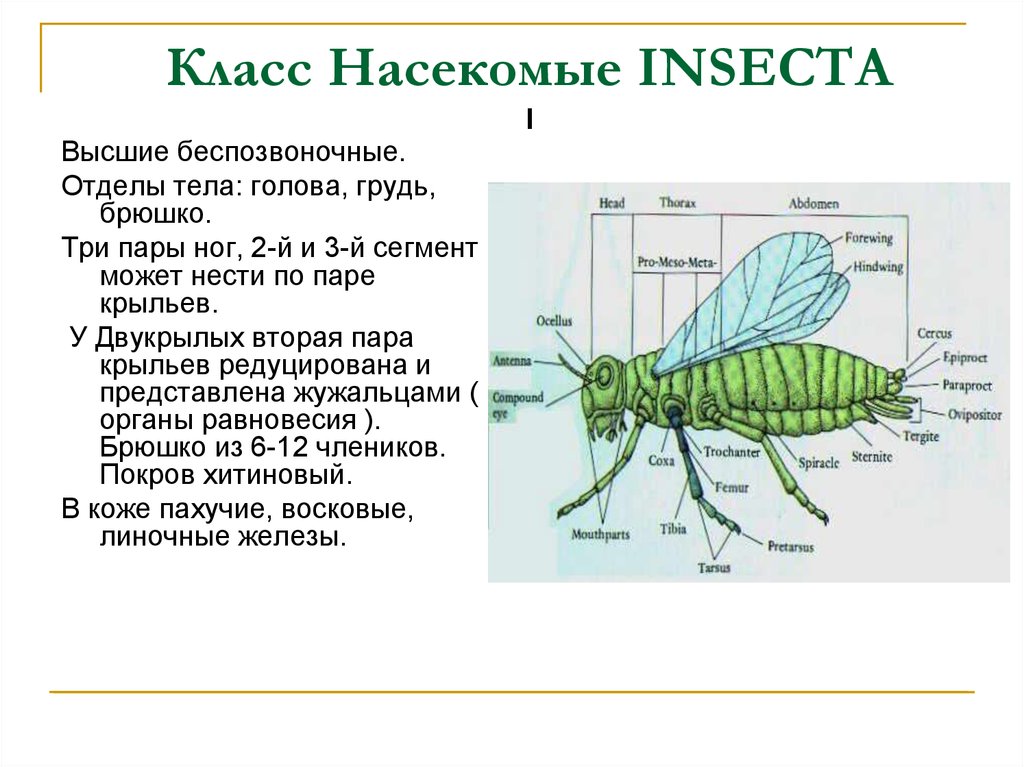 План насекомых. Класс насекомые Insecta. Отделы тела класса насекомые биология 7 класс. Класс насекомые строение тела отделы тела. Отделы тела насекомых 7 класс.