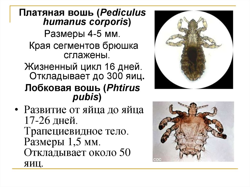 Схема развития pediculus humanus capitis