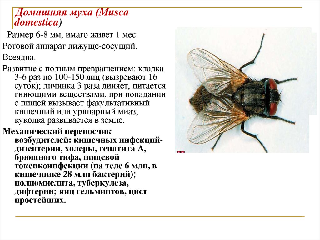 Комнатная муха полное или. Musca domestica комнатная Муха. Ротовой аппарат комнатной мухи (Musca domestica). Комнатная Муха переносчик возбудителей. Размеры комнатной мухи.