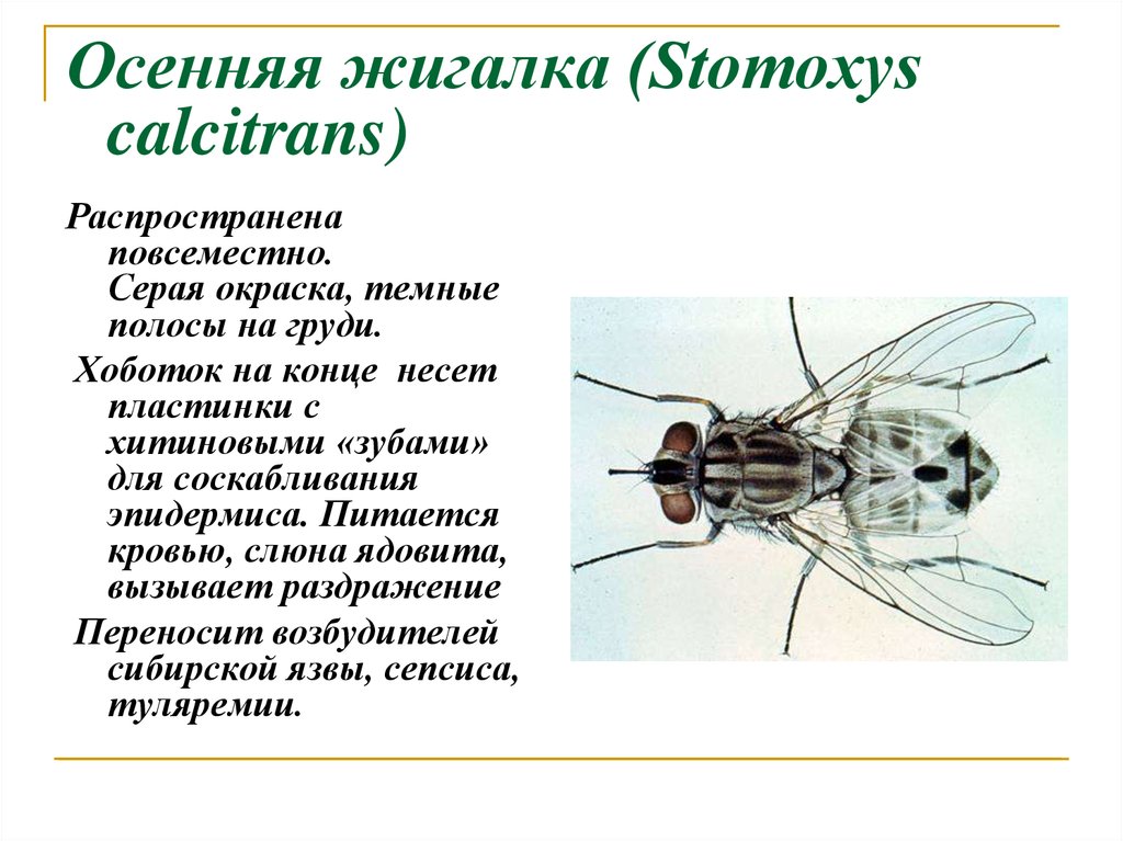 Значение мухи. Муха жигалка систематика. Осенняя жигалка переносчик возбудителя. Муха осенняя жигалка жизненный цикл. Осенняя жигалка цикл развития.