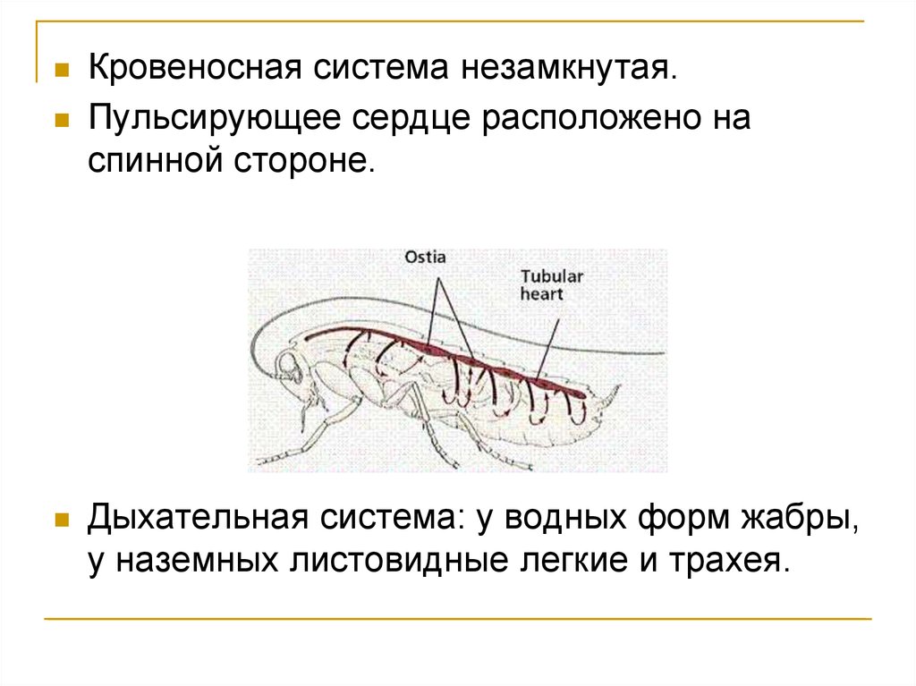 Замкнутая кровеносная система является характерным