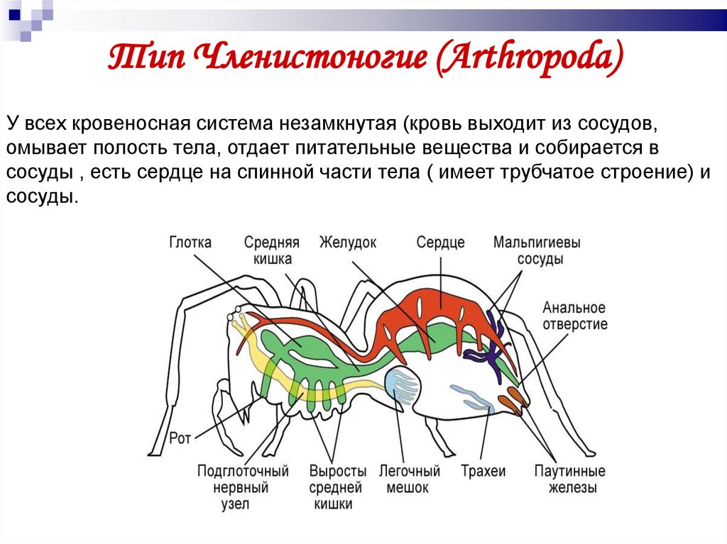 Незамкнутая кровеносная система у червей. Кровеносная система паукообразных. Кровеносная система паука. Кровеносная система бронзовки. Кровеносная система копыта.