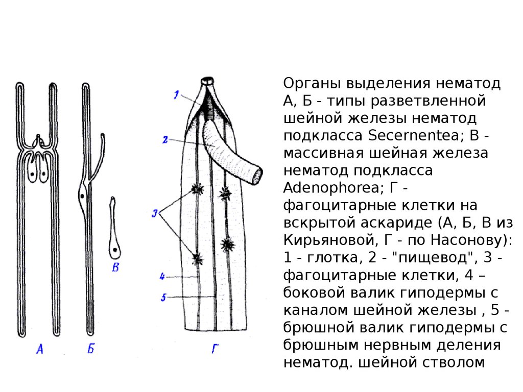 Нематод препарат инструкция по применению