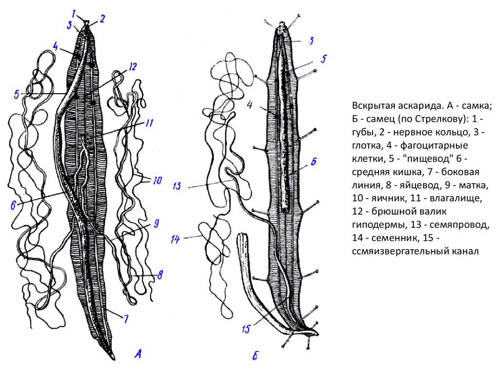 Аскарида рисунок. Вскрытая самка аскариды. Строение самца лошадиной аскариды.