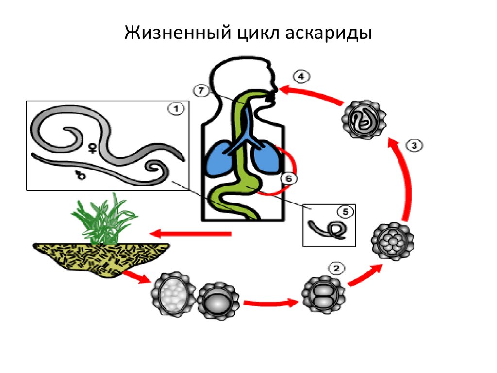 Рассмотрите рисунок 2 на котором представлен цикл развития человеческой аскариды ответьте на вопросы