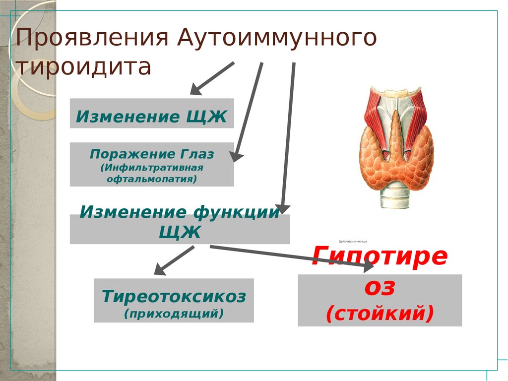 Железы презентация 8 класс