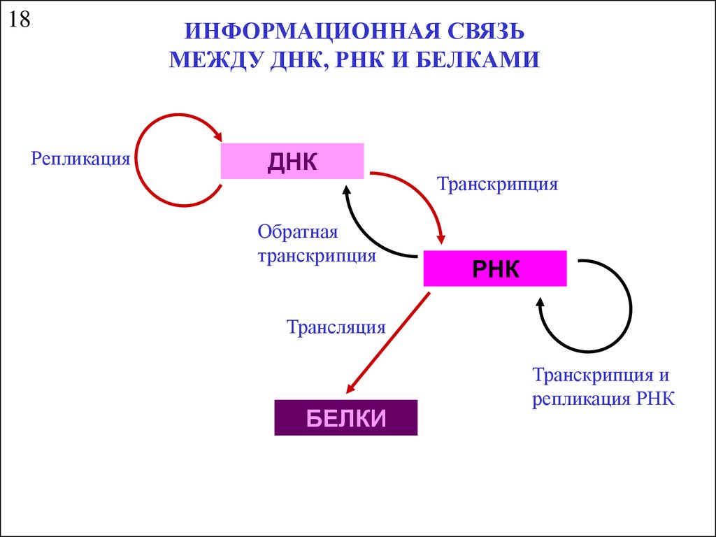 Трансляция рнк схема