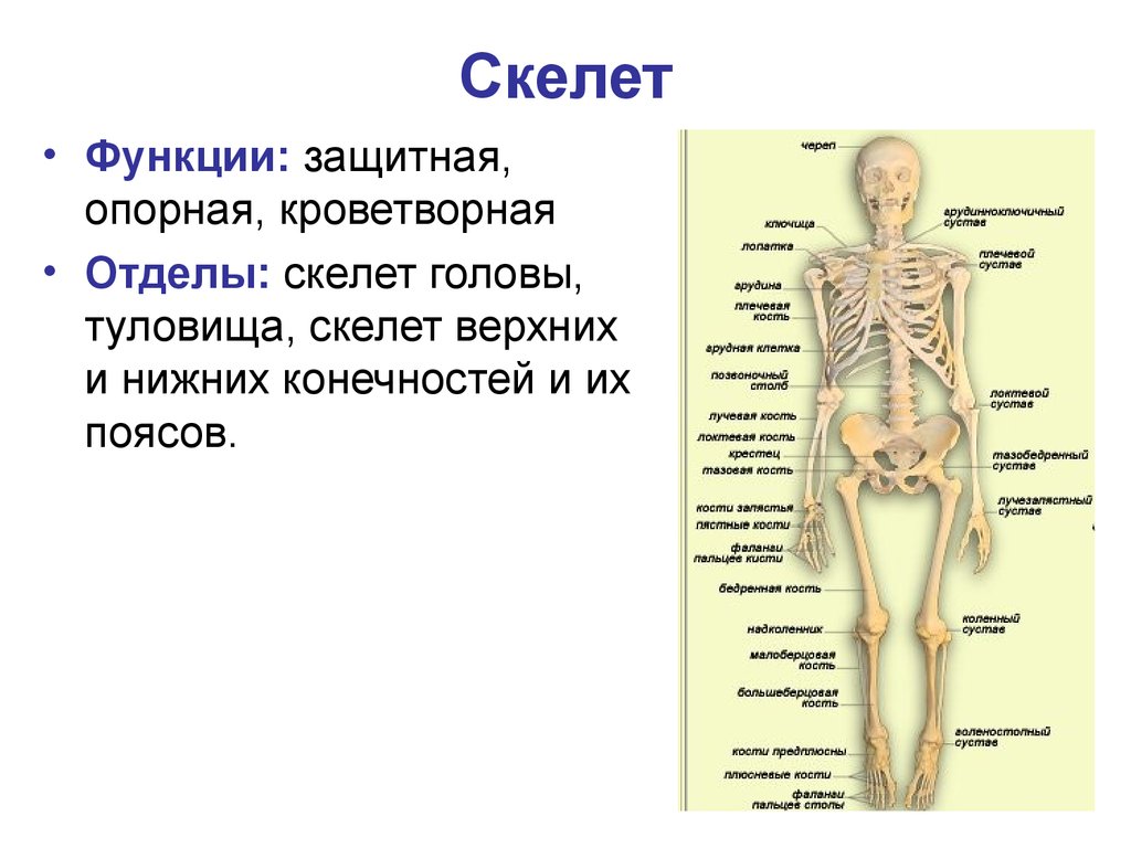 Подпишите отделы скелета. Скелет туловища отделы функции кости. Опорно двигательная система отделы скелета. Скелет туловища функции отдела. Строение и функции скелета.