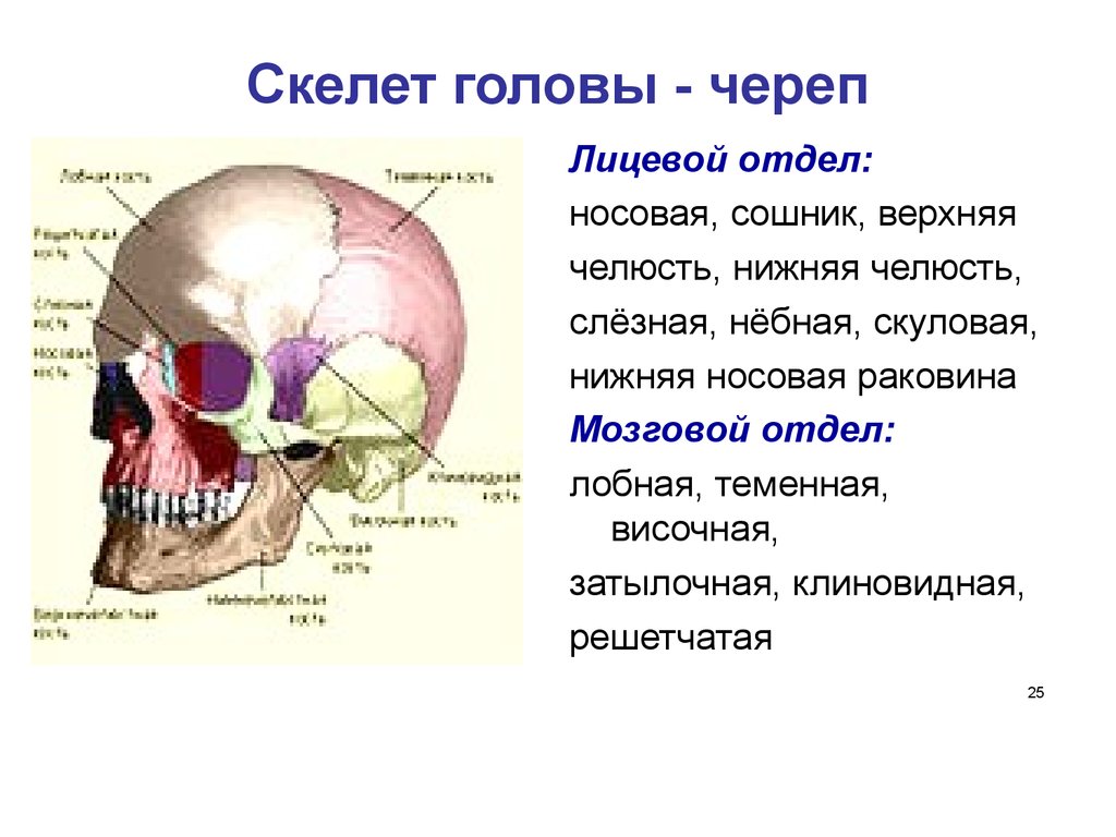 Головной отдел скелета. Строение кости черепа человека. Кости лицевого отдела черепа строение функции. Скелет головы человека сошник. Скелет головы мозговой отдел черепа.