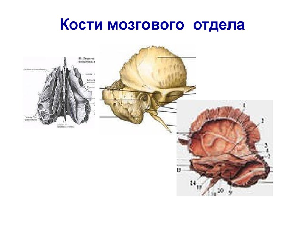 Где купить костные мозги. Мозговые кости. Мозговые косточки. Кости отделов головного мозга.